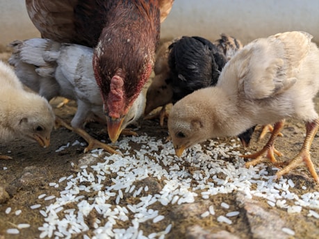 A group of chickens, including a hen and several chicks, pecking at grains of rice scattered on the ground. The scene is set on a rustic, earthy surface.