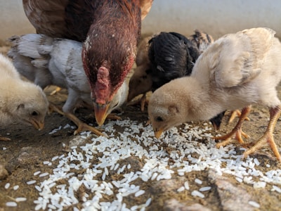 A group of chickens, including a hen and several chicks, pecking at grains of rice scattered on the ground. The scene is set on a rustic, earthy surface.