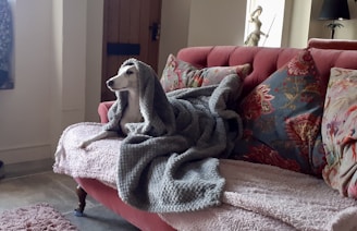 A dog is sitting on a red sofa covered with a gray blanket. The sofa has a mix of floral and patterned pillows. There's a wooden door in the background and a statue near it. The room has a cozy and homely feel with various textures and soft furnishings.