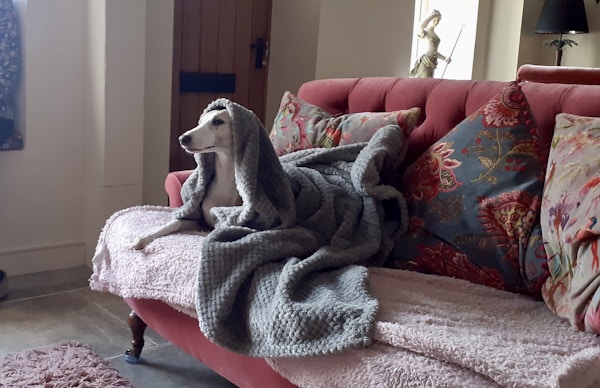 Elegant Pet Accessories