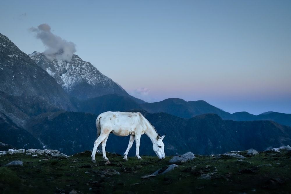 a white horse grazing in a field with mountains in the background