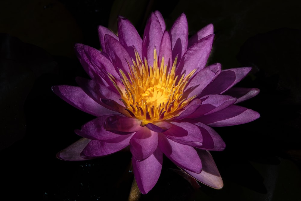 a purple flower with a yellow center in a pond