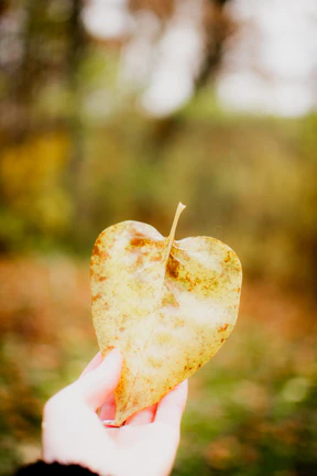 A close-up of Stella’s hands gently holding a single gold leaf, symbolizing grace and restoration.