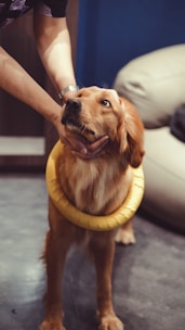 A caring vet gently examining a golden retriever in a bright clinic room.