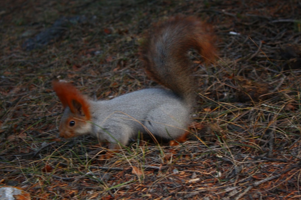 다람쥐 한 마리가 풀밭 바닥에 서 있다
