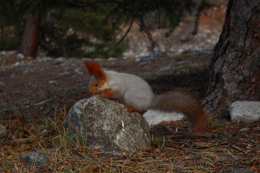 a squirrel sitting on top of a rock near a tree