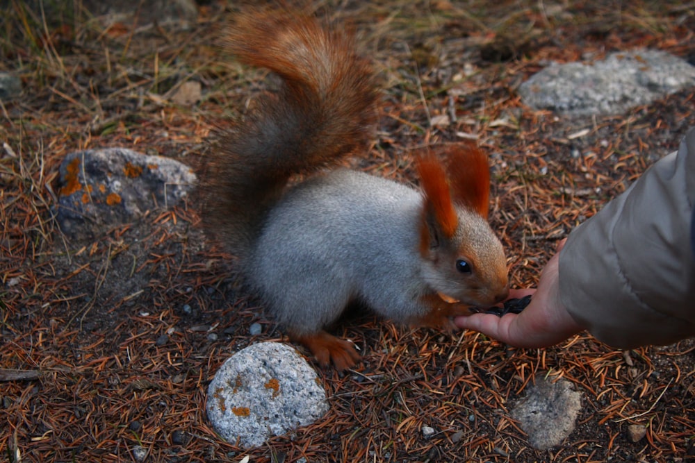 a person feeding a squirrel a piece of food