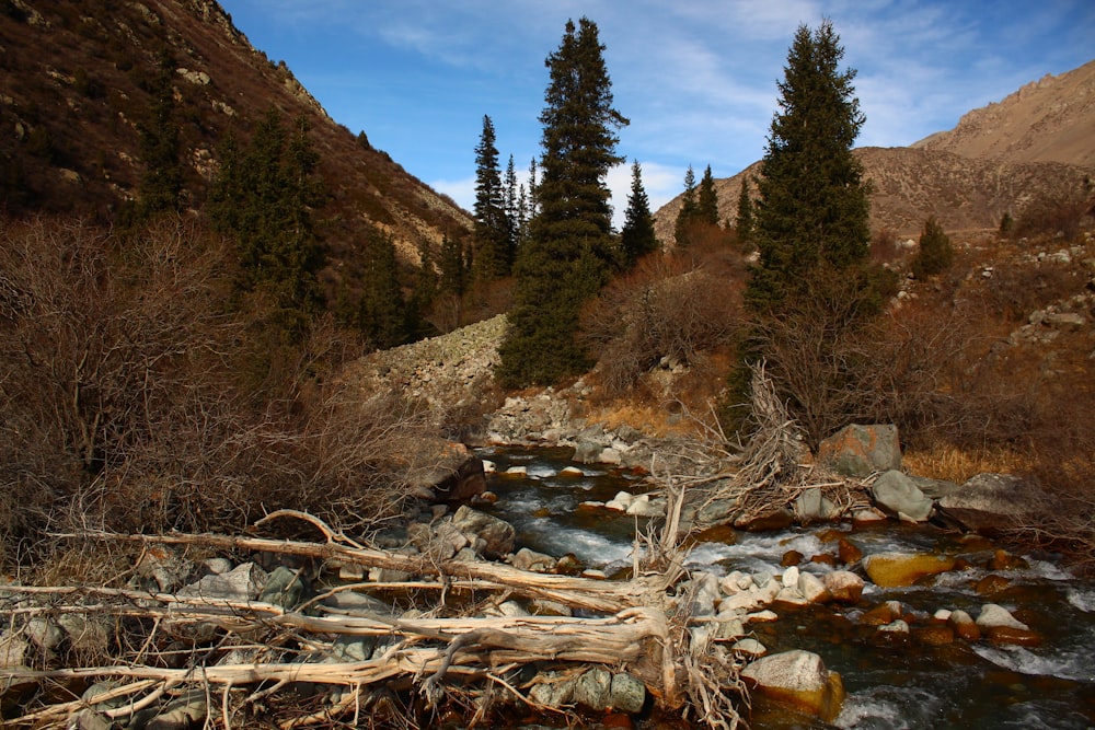 a river running through a forest filled with lots of trees