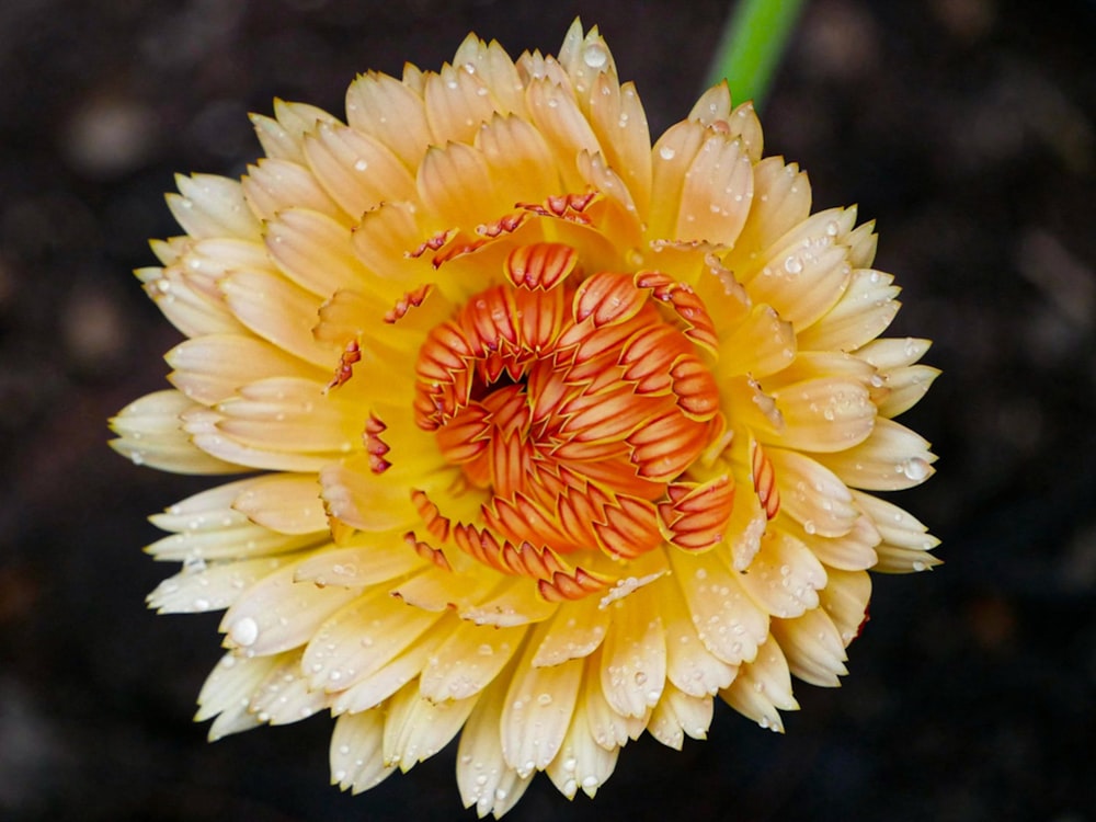a yellow and red flower with water droplets on it
