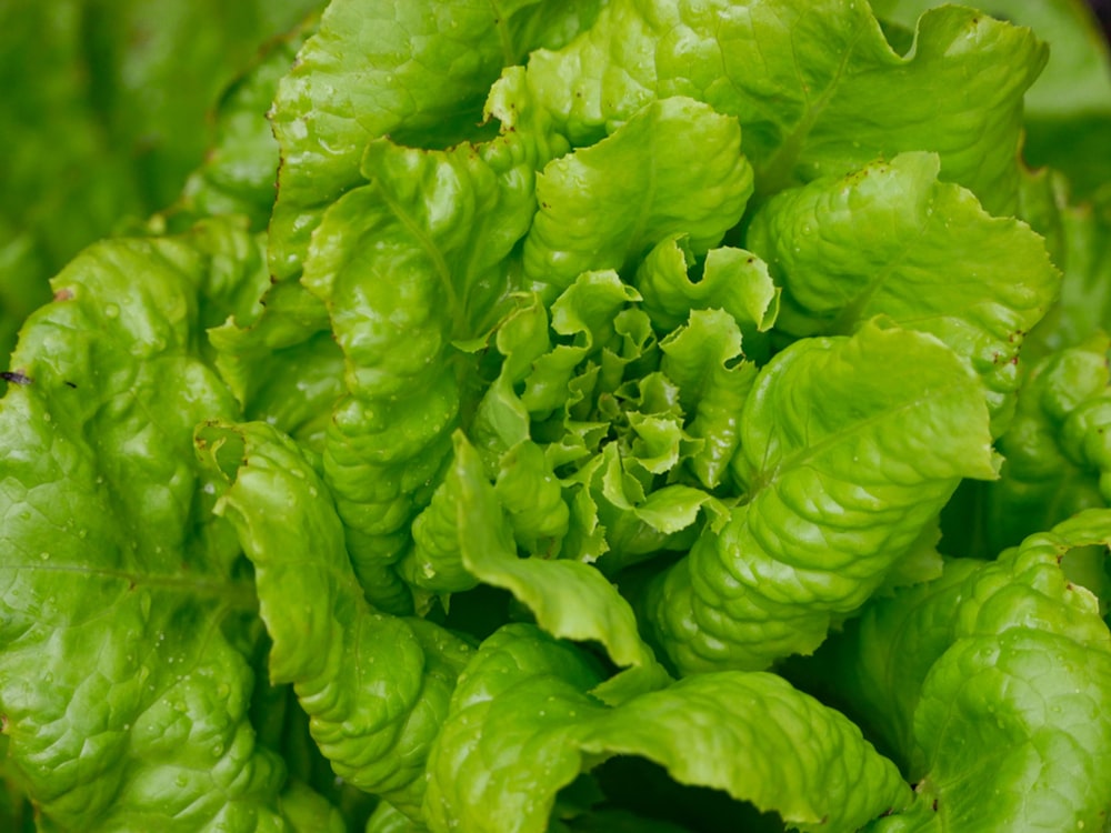 a close up of a green leafy plant