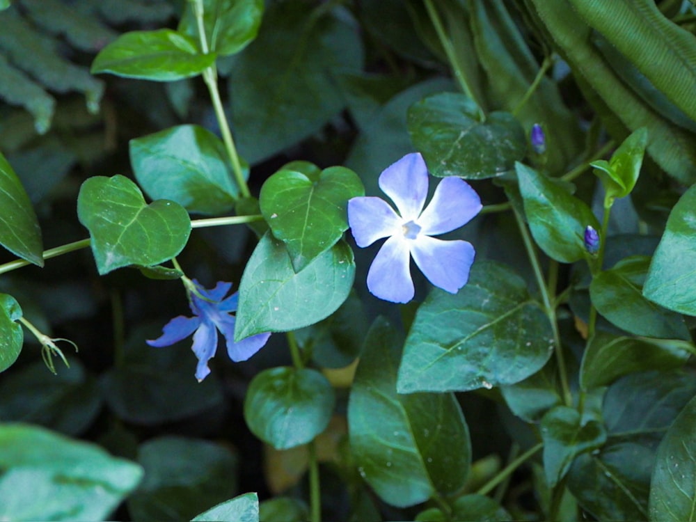 a blue flower with green leaves around it