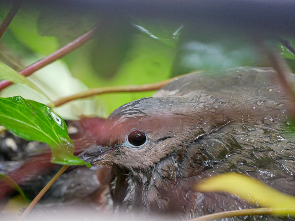 a small bird sitting on top of a lush green field