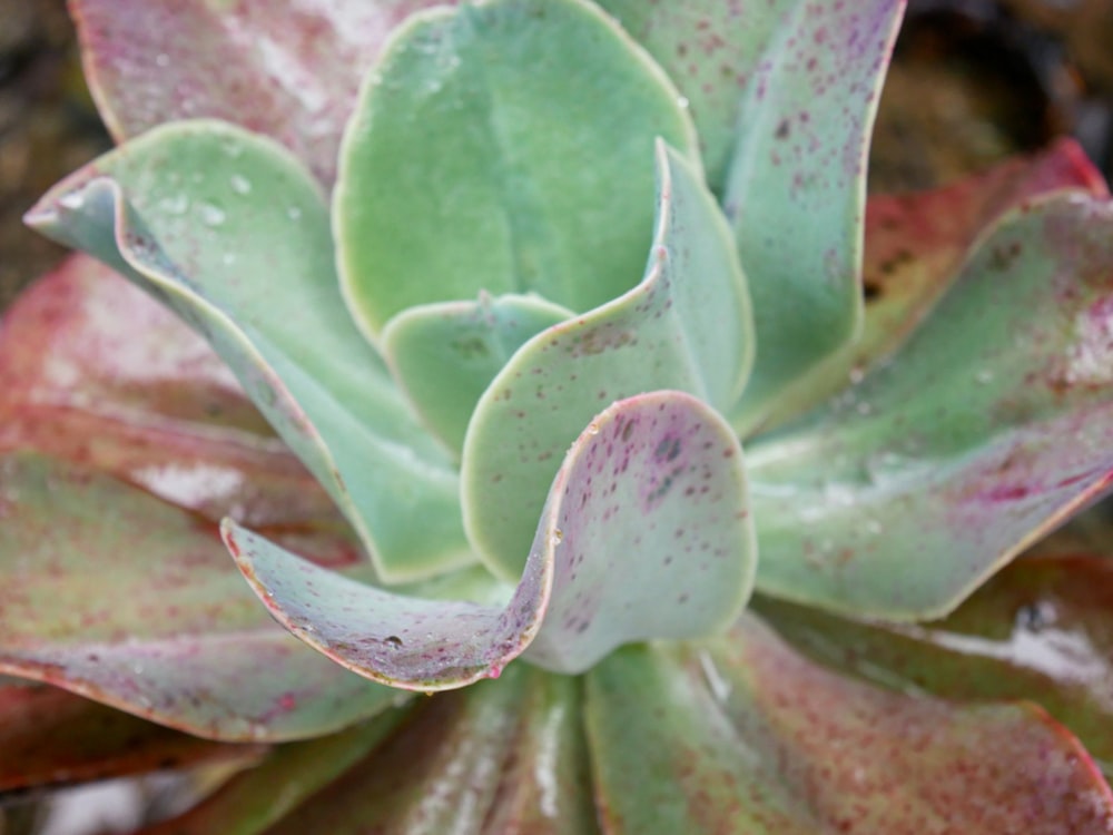 a close up of a green and red plant