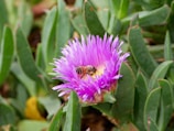 A cheerful bee collecting nectar from a purple coneflower in full bloom.