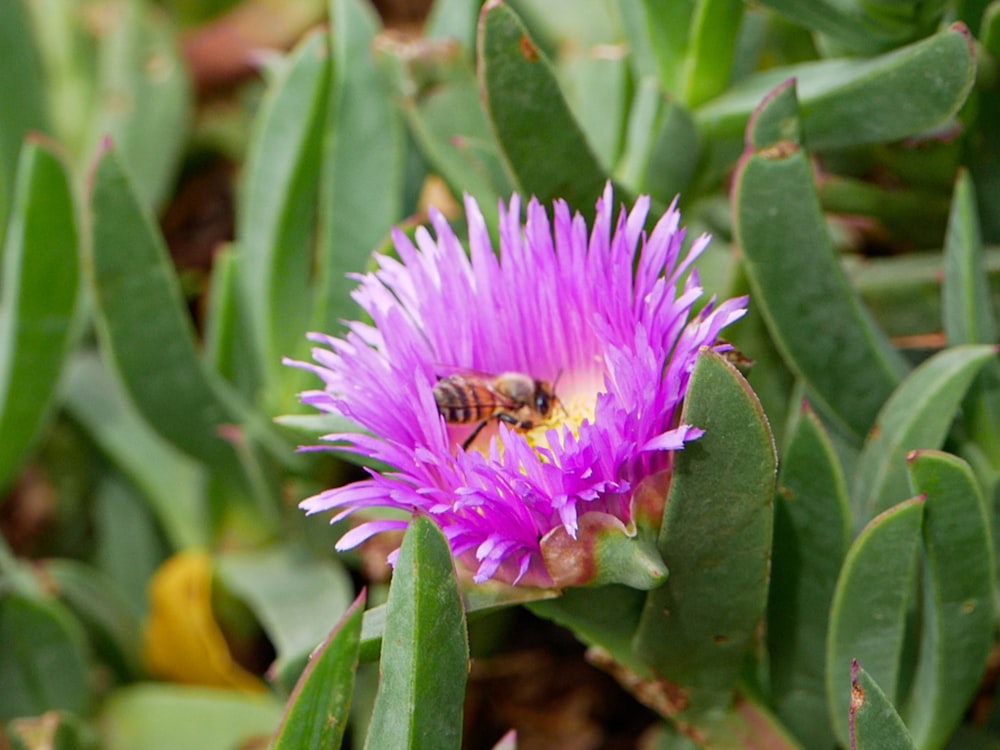 a purple flower with a bee on it