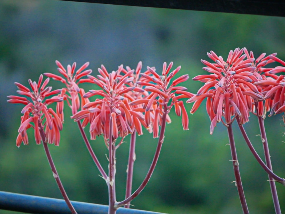 a group of red flowers sitting on top of a window sill