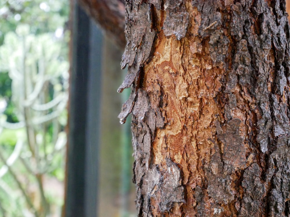 a close up of a tree trunk with a window in the background