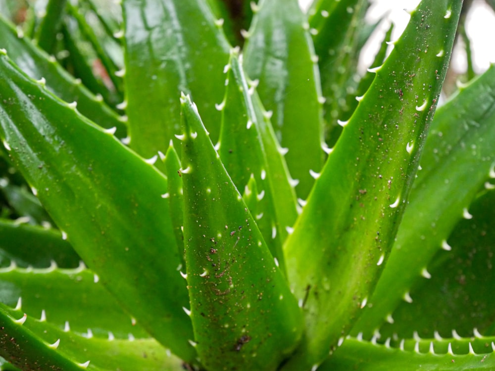 a close up of a green plant with drops of water on it