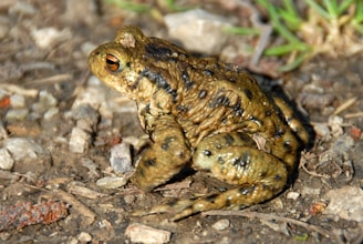 a close up of a frog on the ground