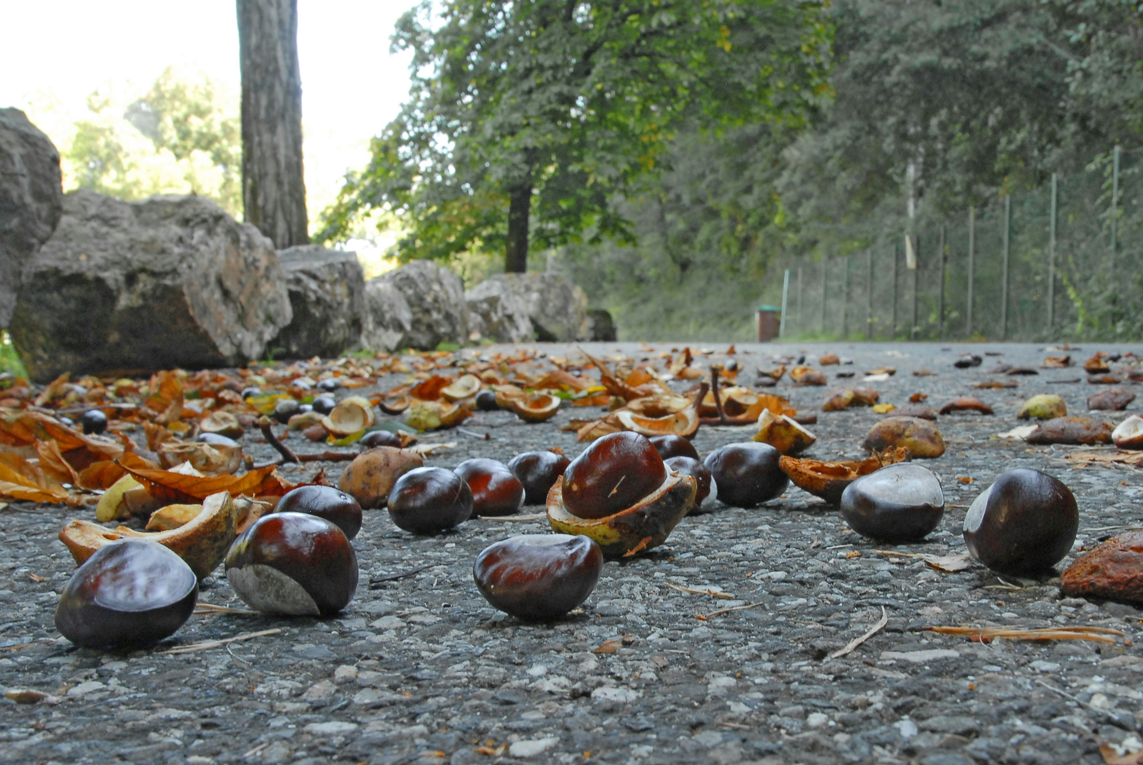 a bunch of fruit that is laying on the ground