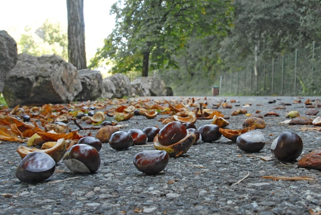 a bunch of fruit that is laying on the ground