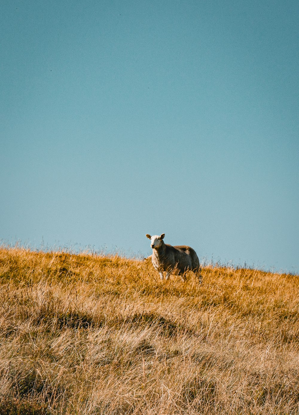 a cow that is standing in the grass