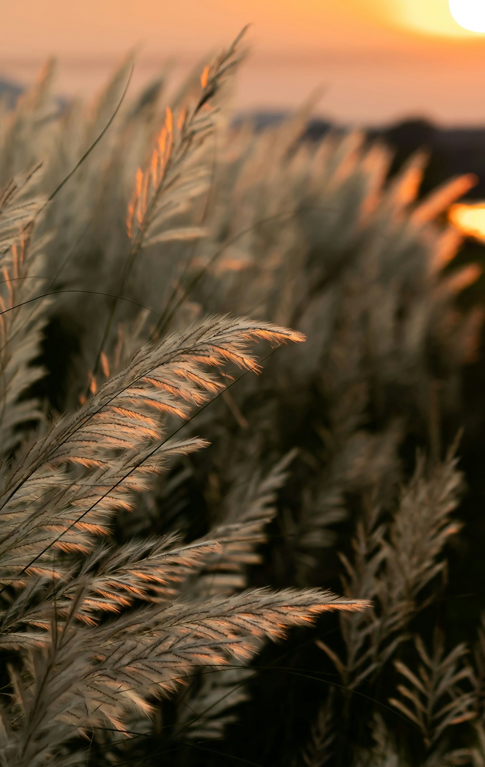 a close up of a plant with the sun in the background