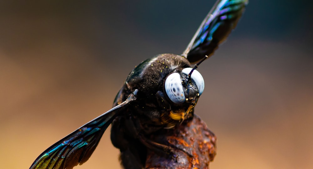 a close up of a bee with a pair of glasses on it's face