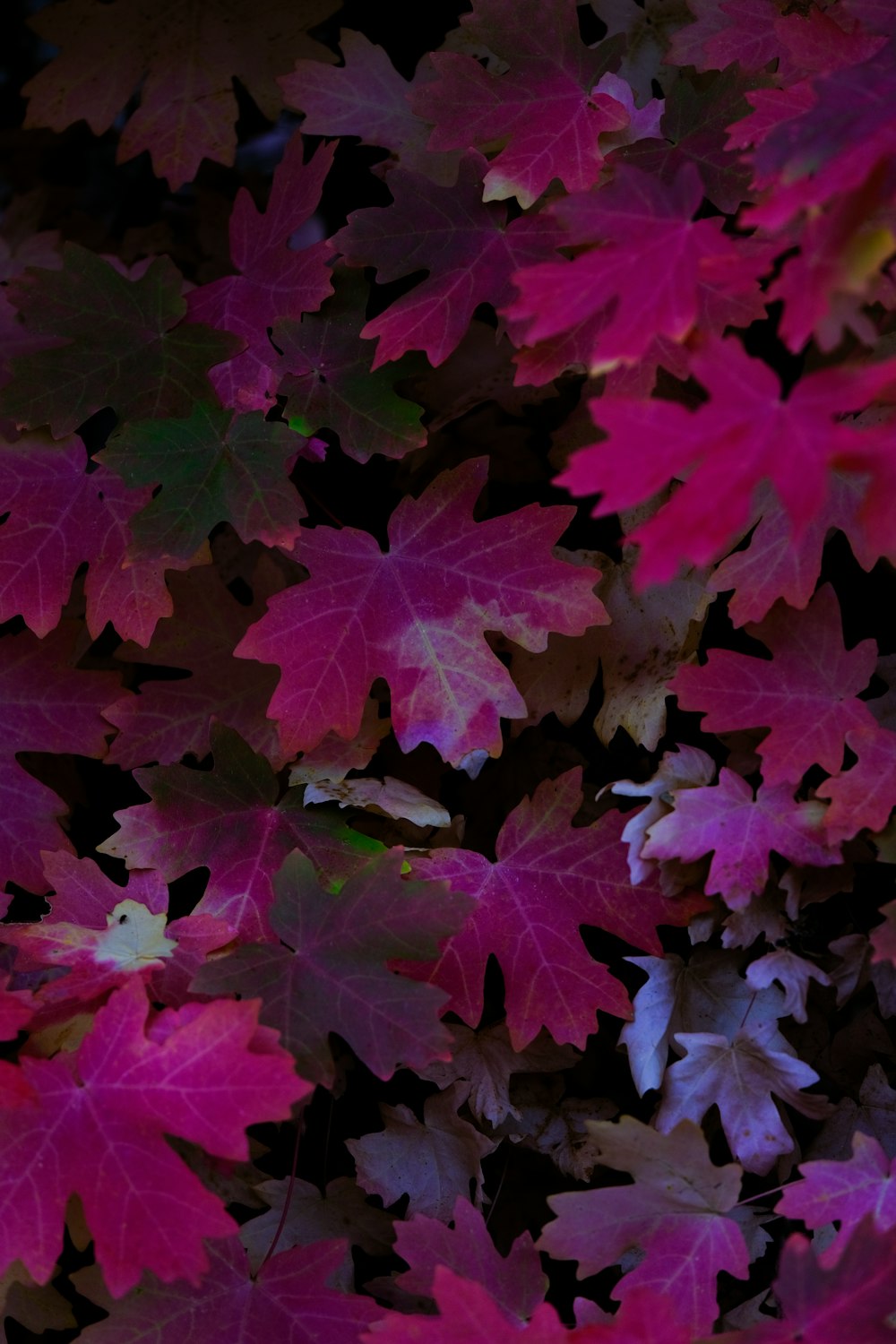 a bunch of leaves that are on the ground