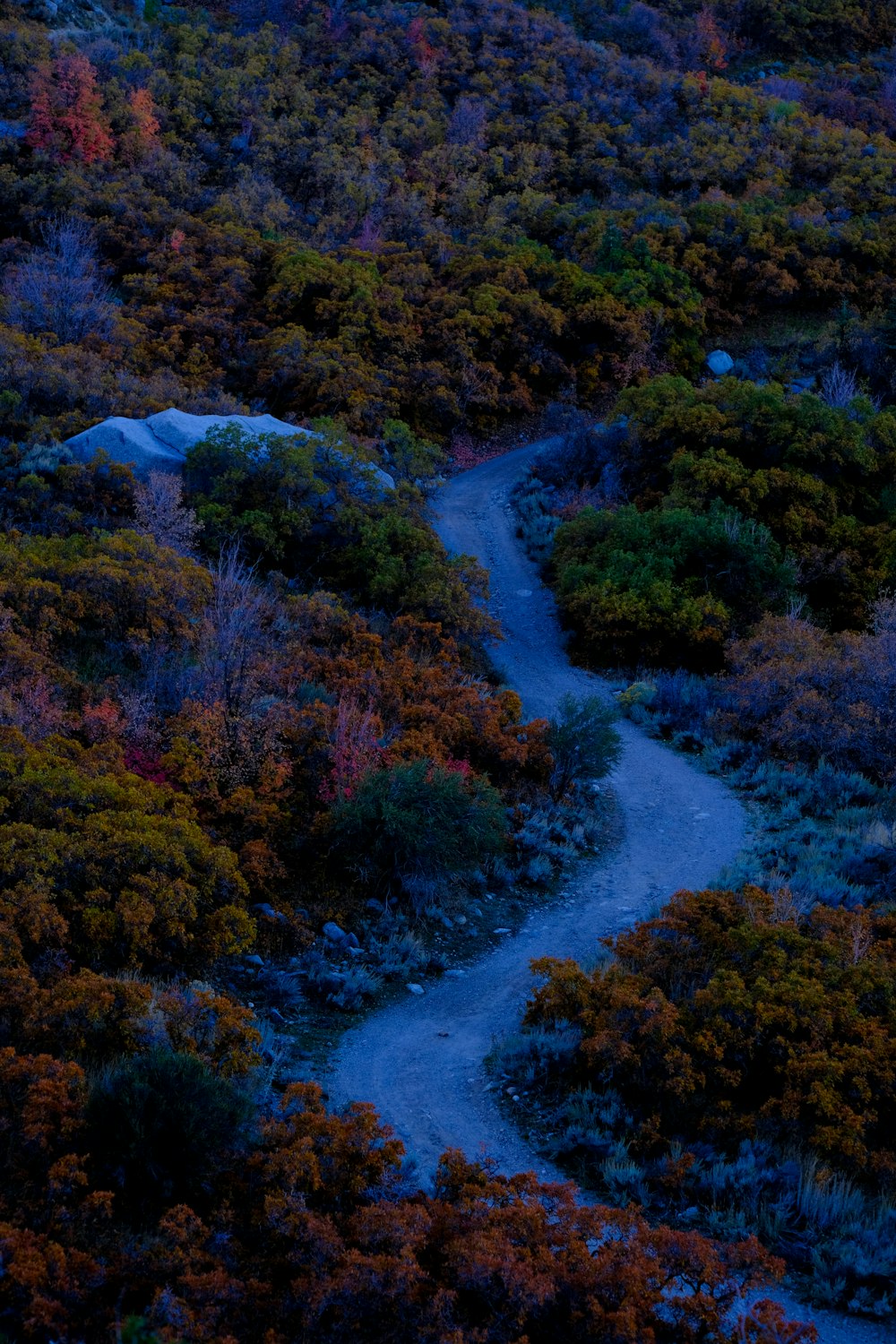 a winding road in the middle of a forest