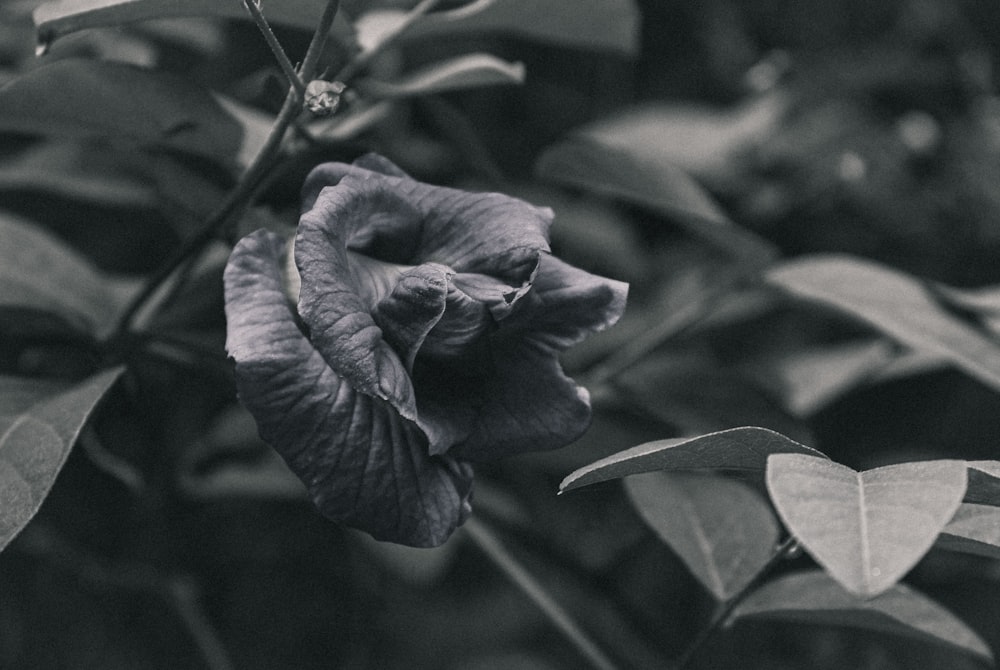 a black and white photo of a flower