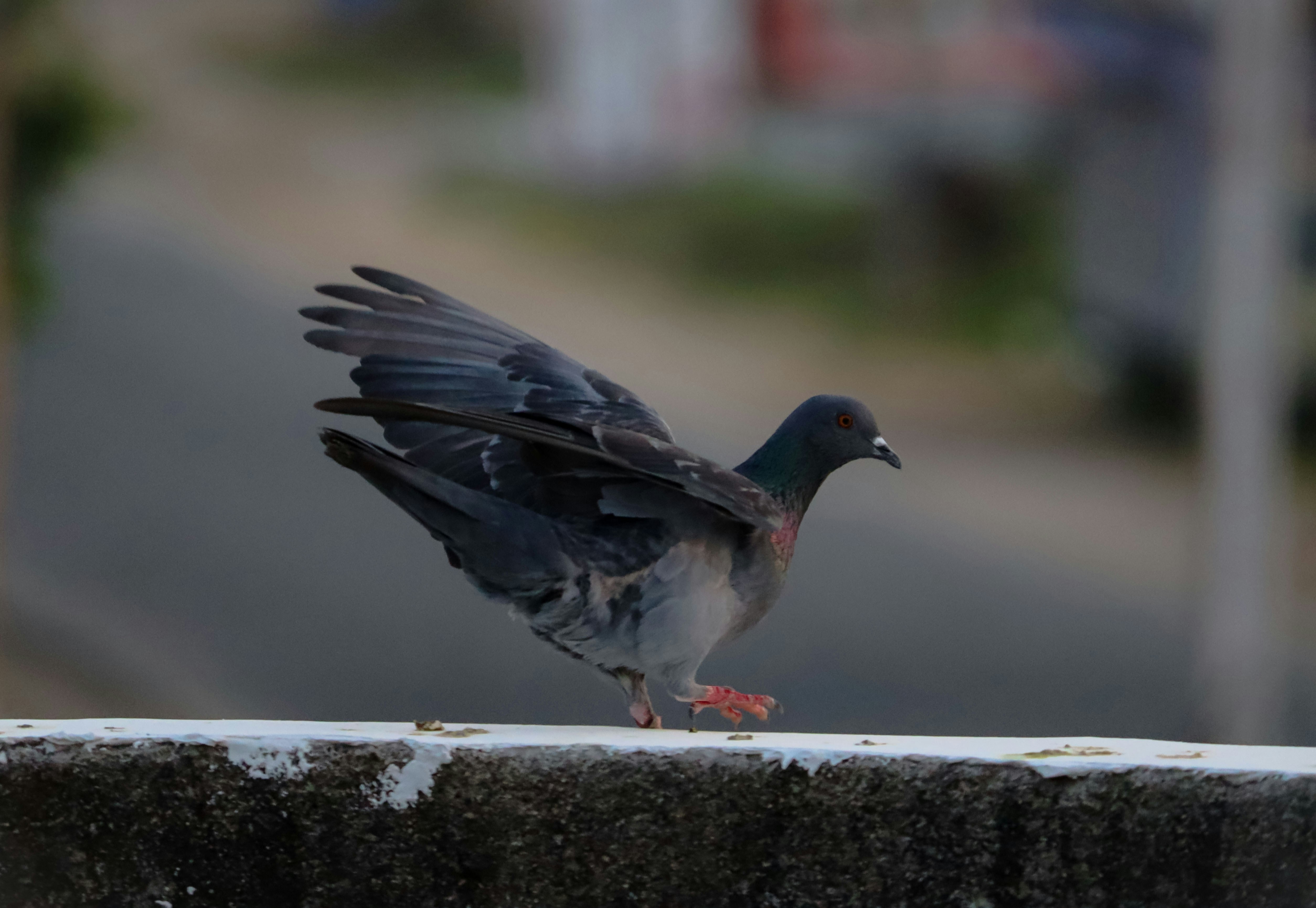 Photo by abhinawraj911