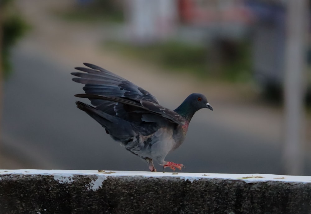 a pigeon standing on top of a cement wall