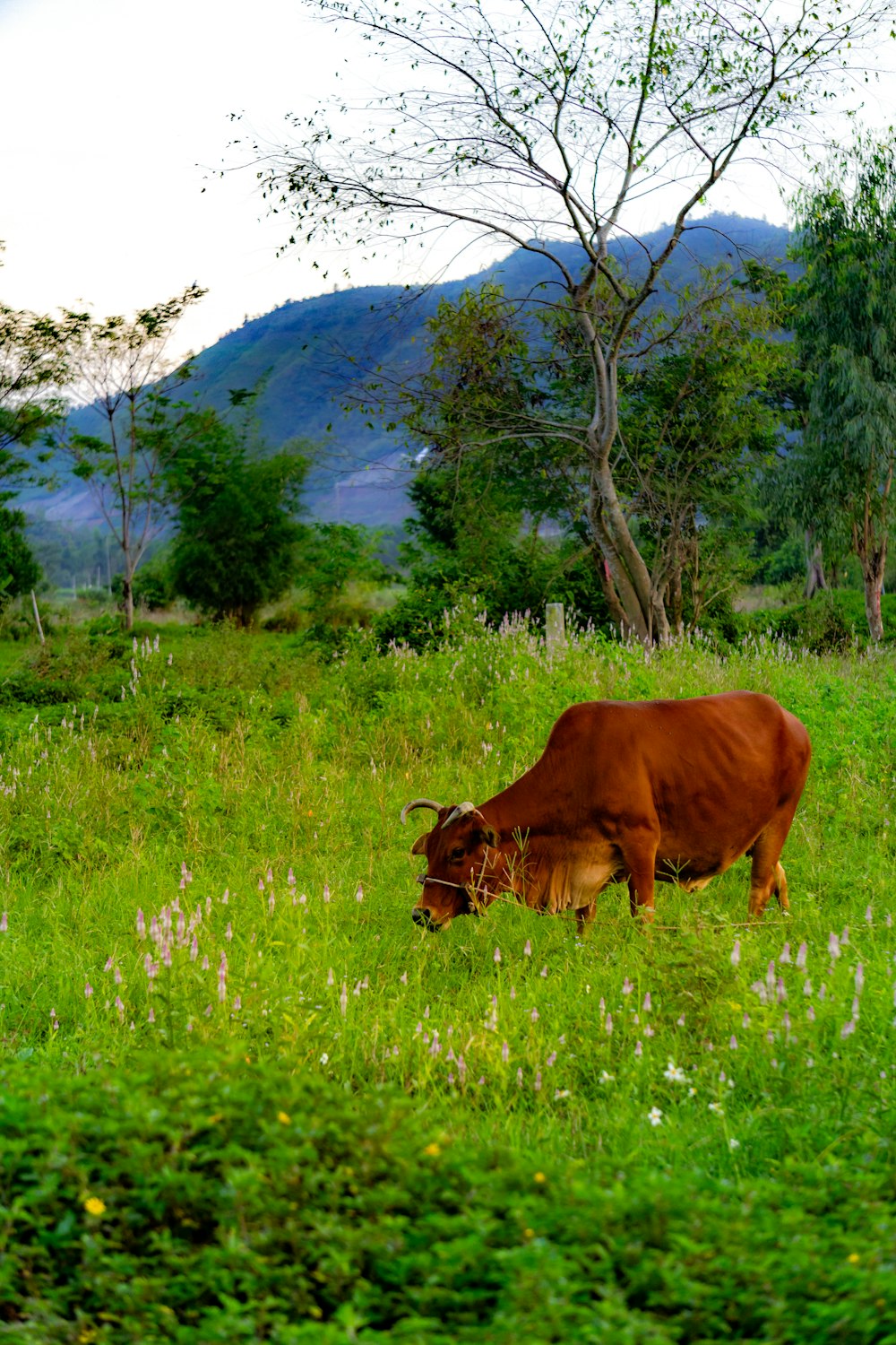 a brown cow grazing on a lush green field