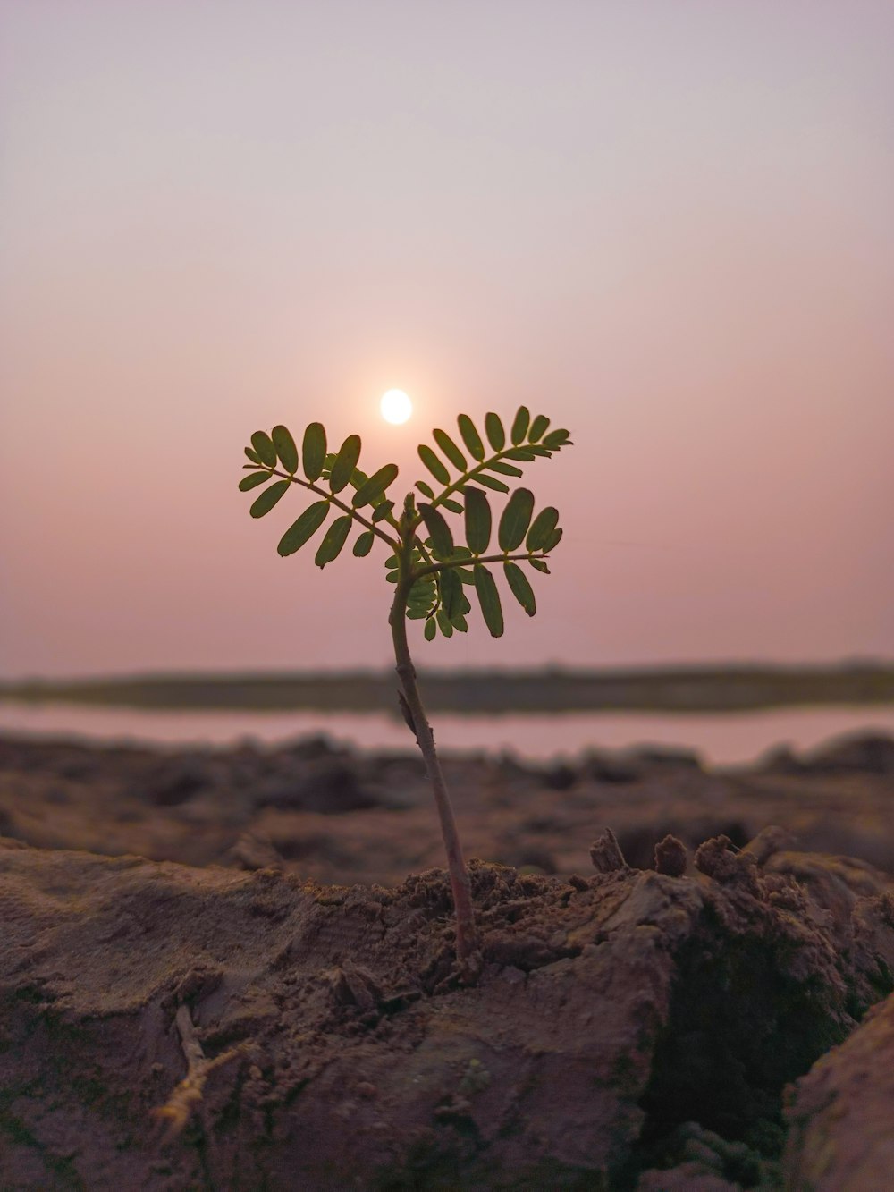 a small tree growing out of the ground