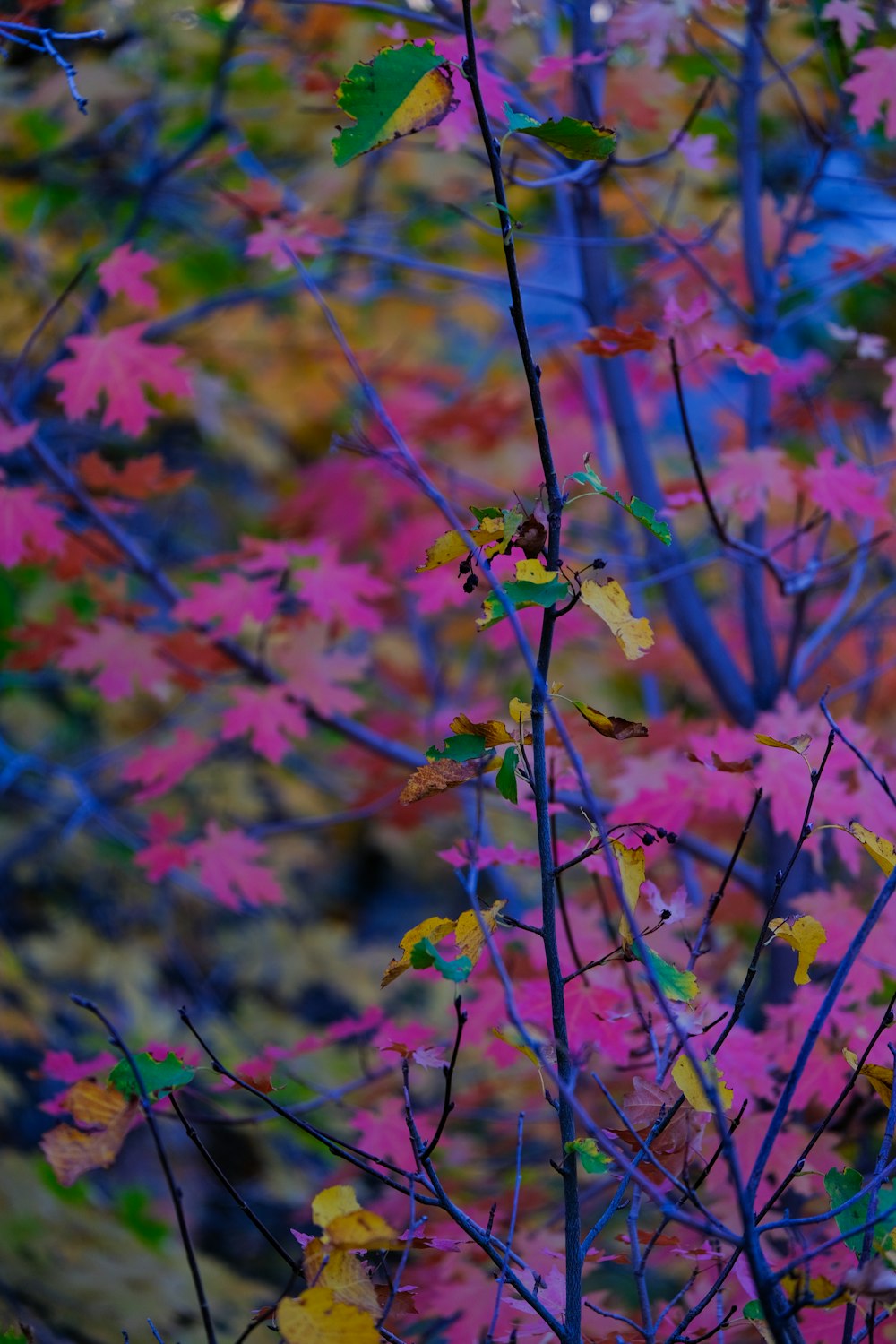 a bunch of leaves that are on a tree