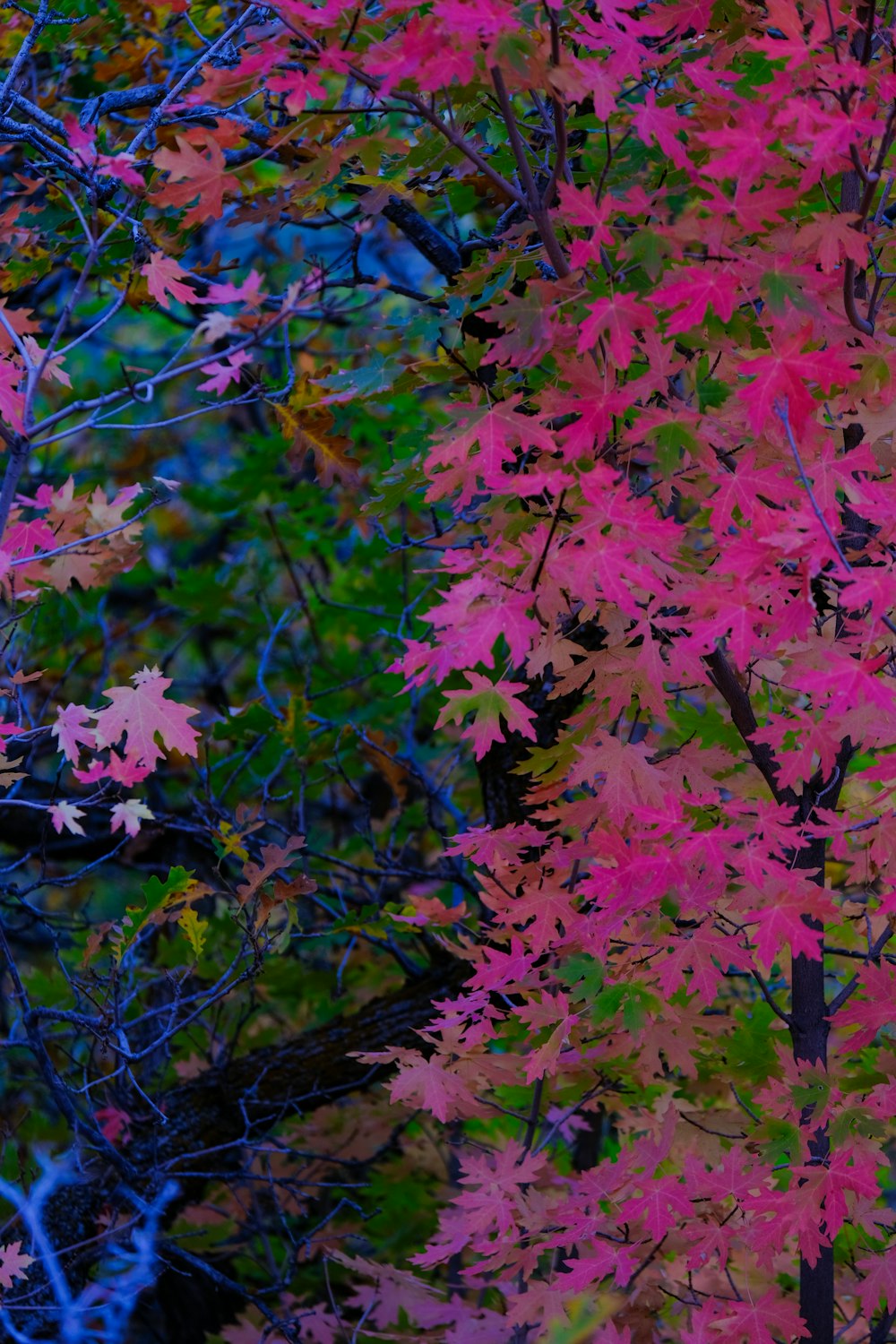 a tree with red leaves in the fall