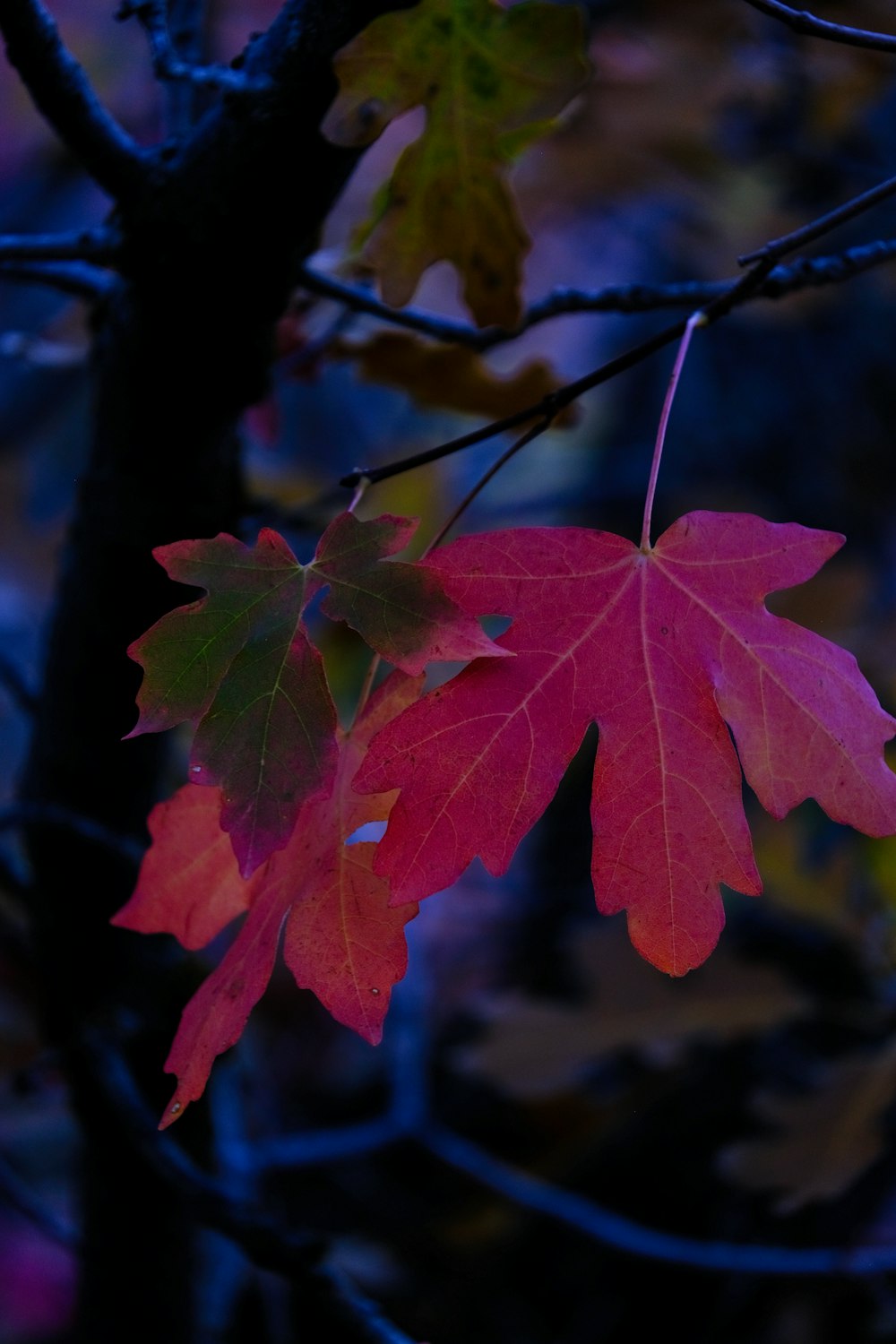 a red leaf hanging from a tree branch