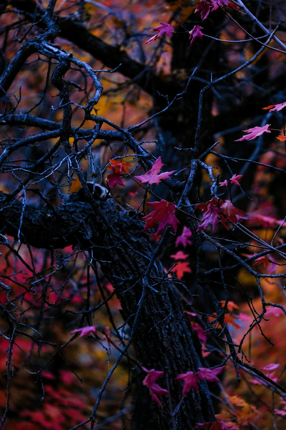 a tree that has some leaves on it