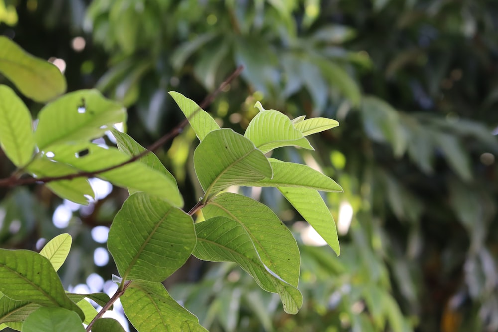 a close up of a green leafy tree