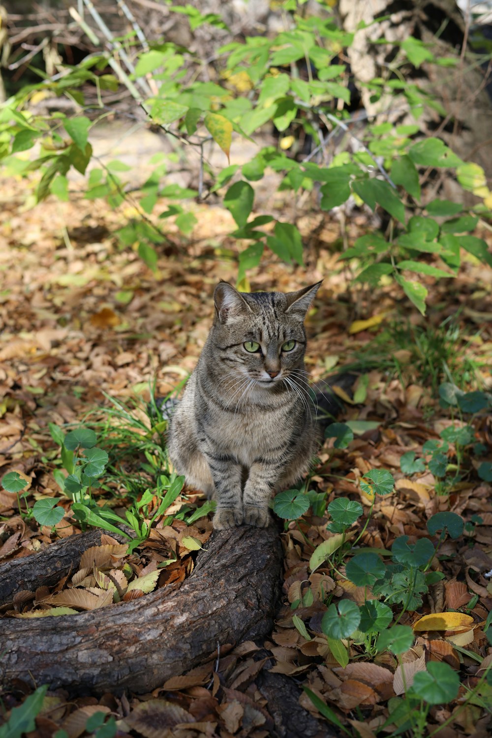 a cat sitting on a log in the woods