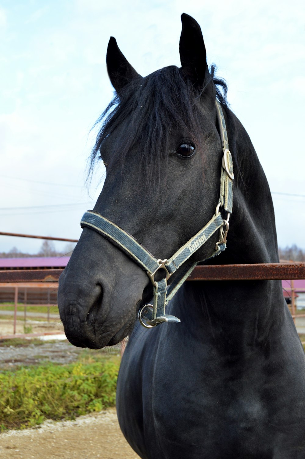 a close up of a black horse with a bridle