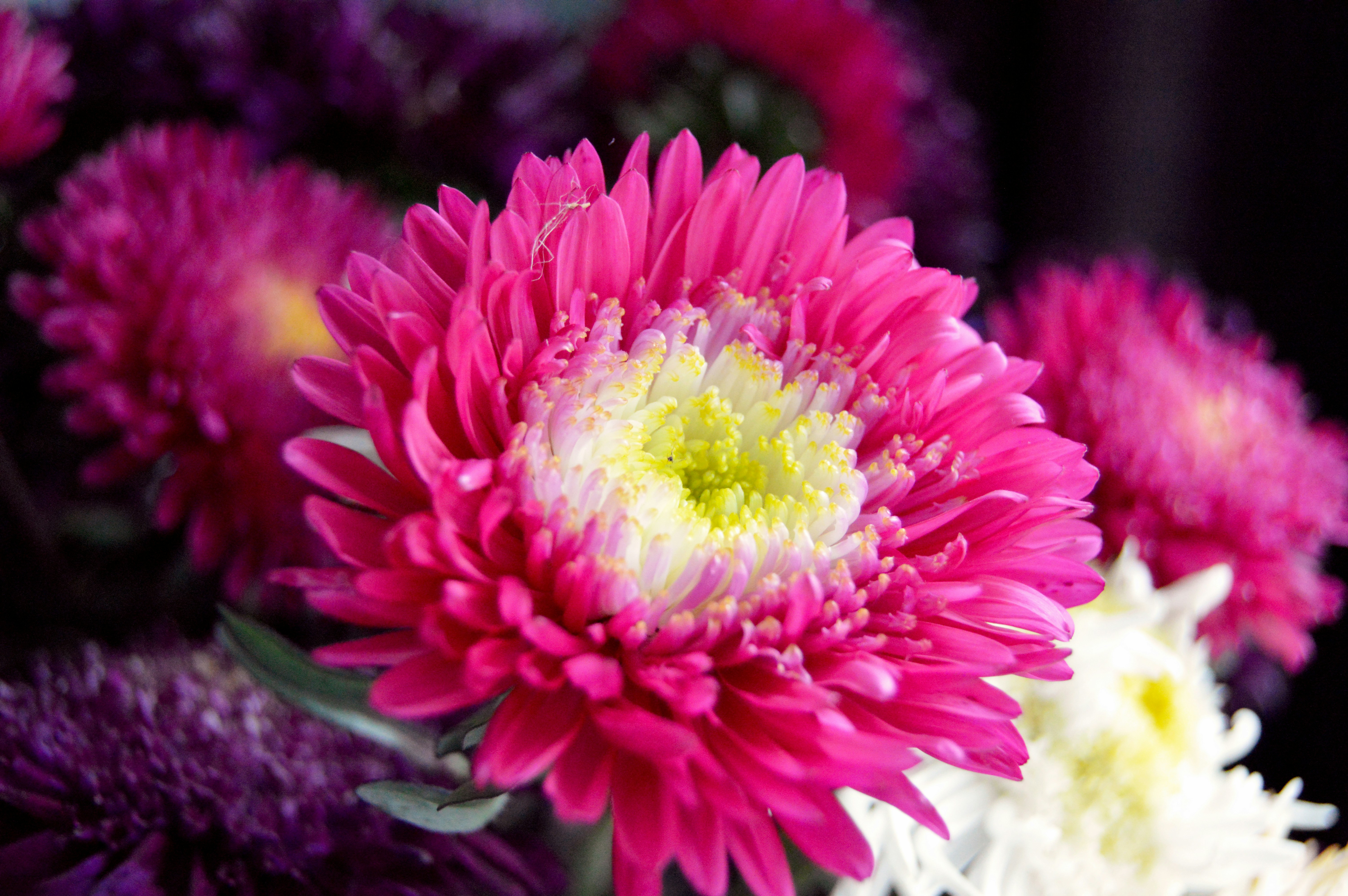 Photo by frosted_vulpes_ferrilata