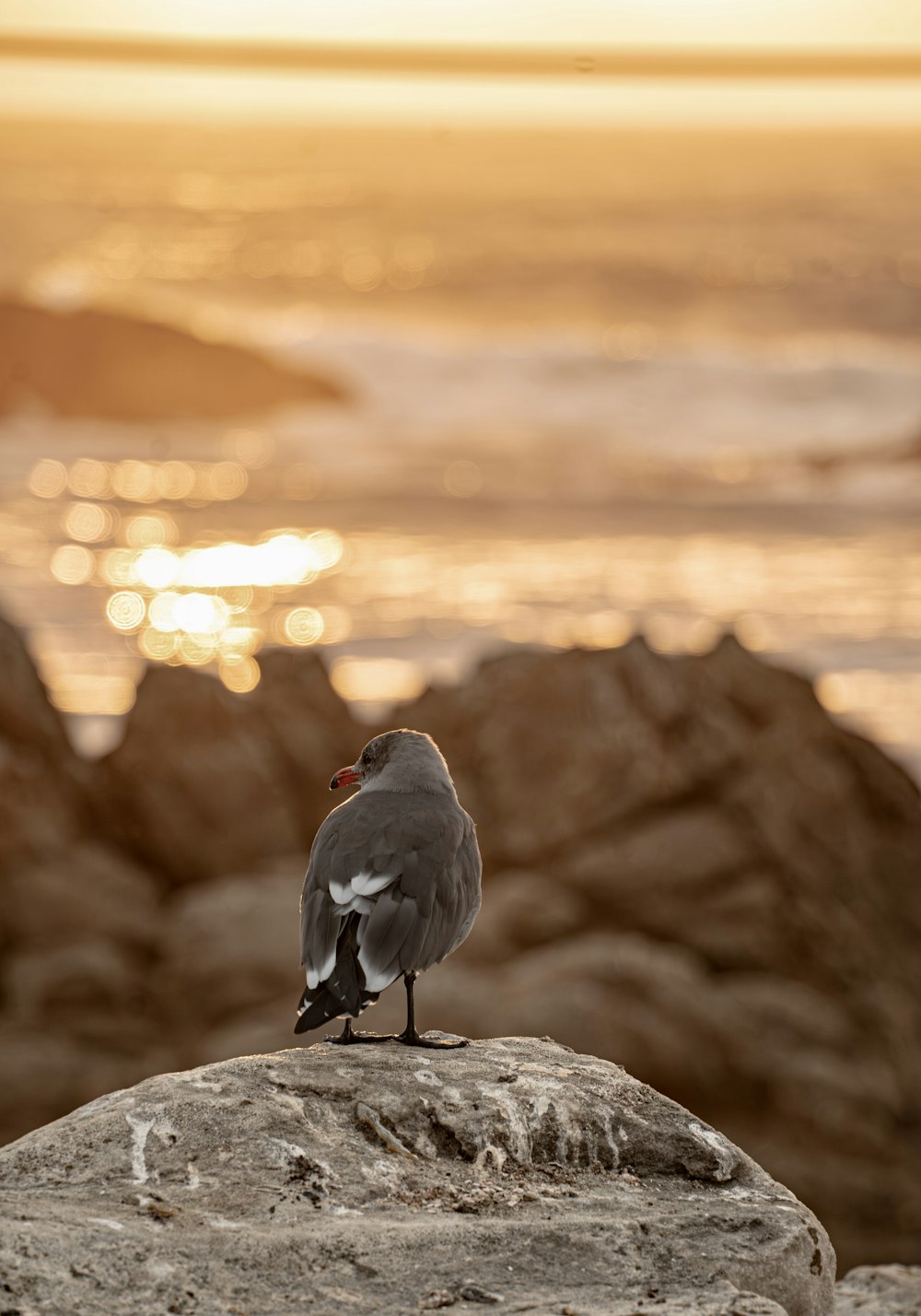 a bird sitting on top of a rock near the ocean