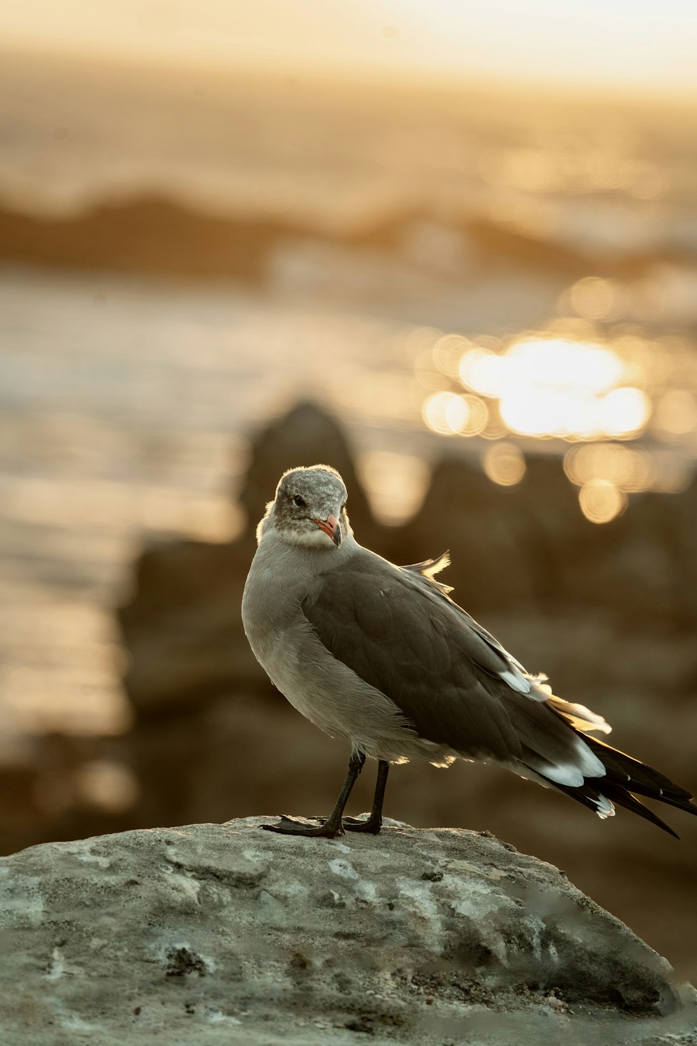 a bird standing on a rock near the ocean