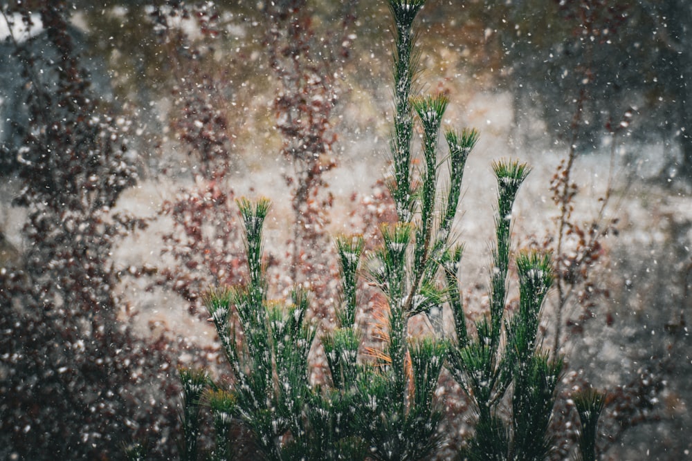 uma planta verde em frente a uma janela coberta de neve