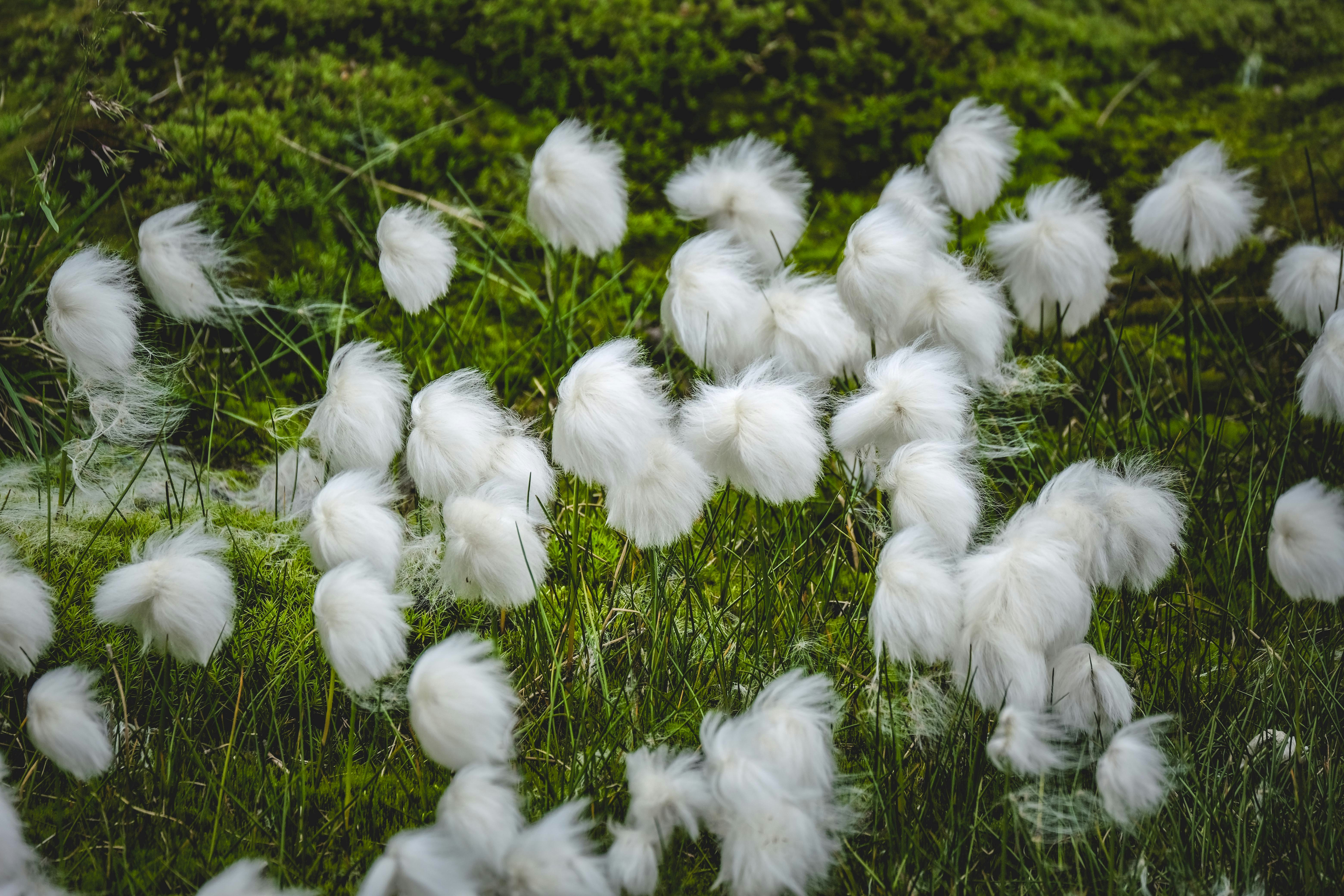 Couronne plumes blanches | My Ikigaï Home Decor - vente d'articles de décoration en ligne