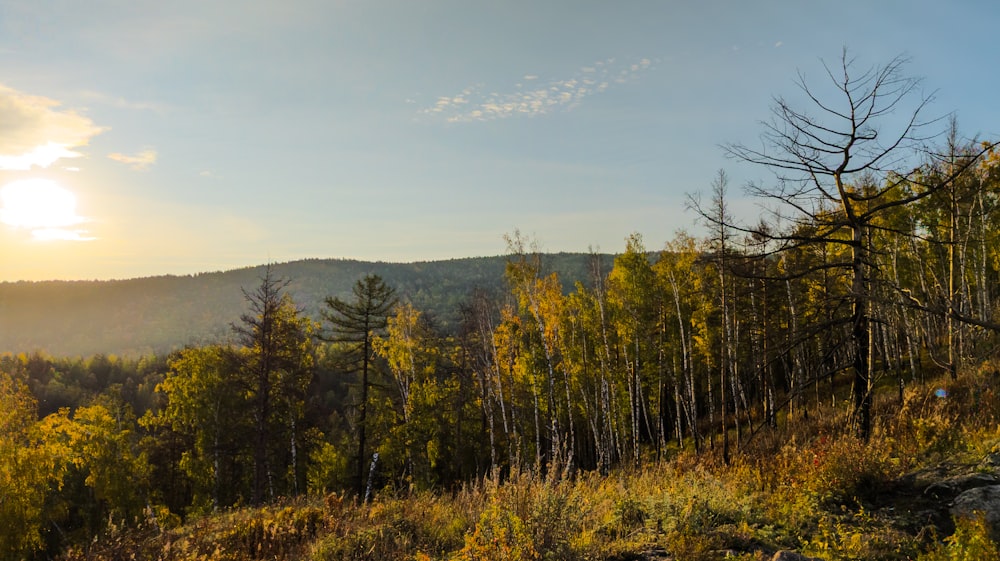 the sun shines through the trees in the mountains