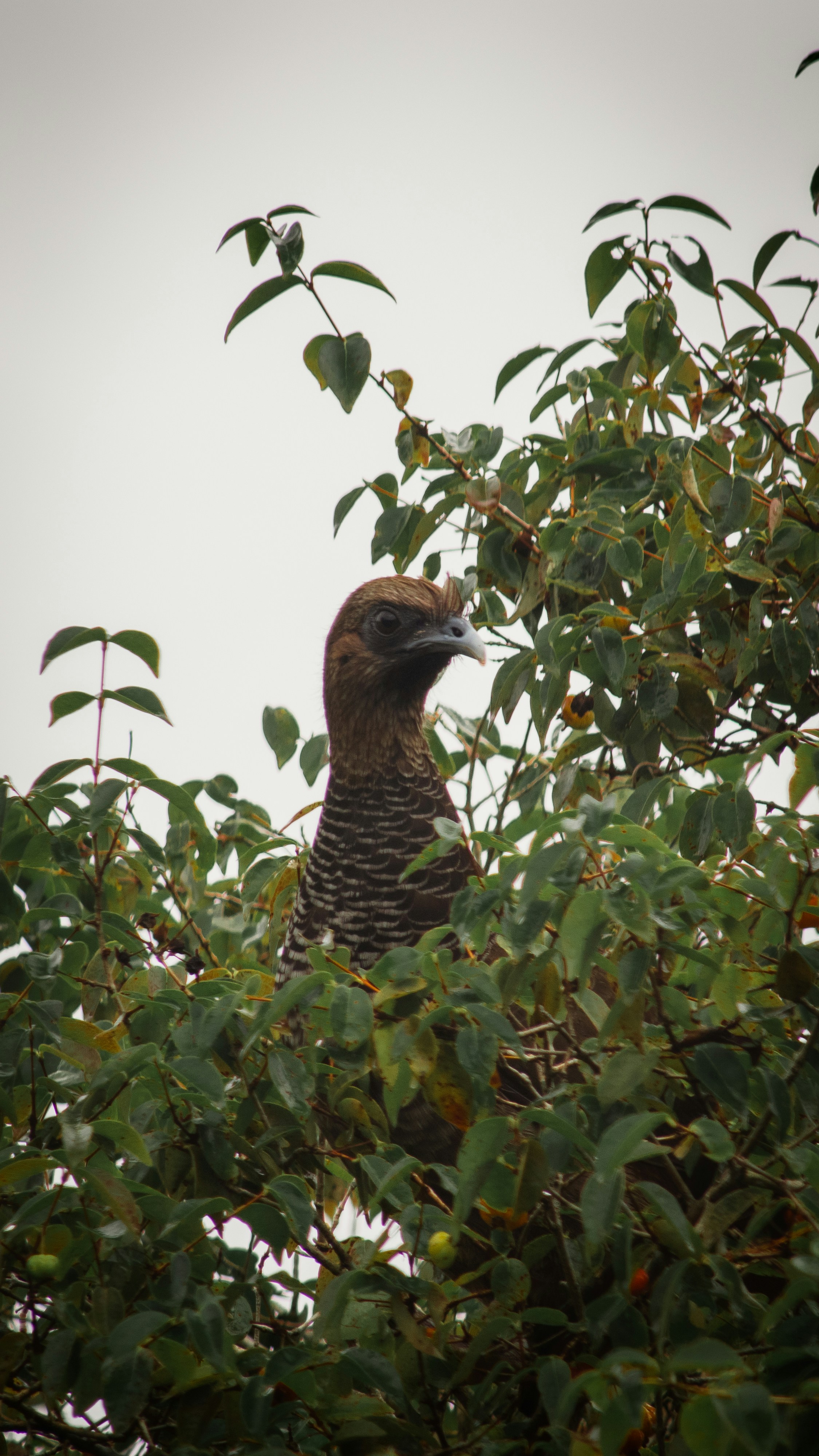 a bird is sitting in a tree with leaves