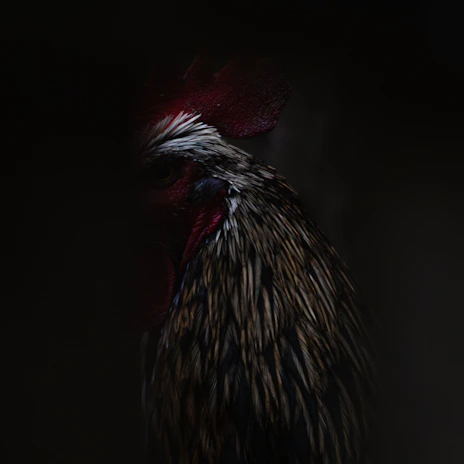 A young game fowl in mid-training, muscles tense and focused under morning sunlight.
